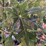 Cnidoscolus aconitifolius Blatt