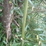 Phyllostachys sulphurea Bark