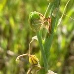 Ornithogalum narbonense Fruit