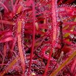 Drosera capensis Blad