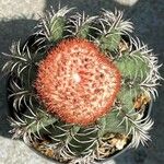 Melocactus matanzanus Blatt