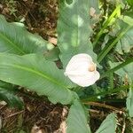 Zantedeschia aethiopicaFlower