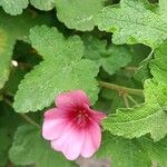 Anisodontea capensis Flower