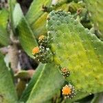 Consolea rubescens Hoja
