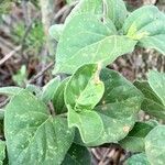 Tapiphyllum parvifolium Habit