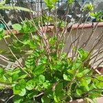 Hydrangea macrophylla Habit