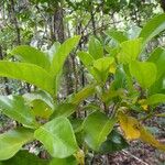 Guettarda baladensis Leaf