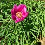 Paeonia broteriFleur