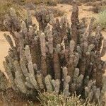 Hoodia gordonii Habit