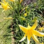 Hemerocallis minor Flors