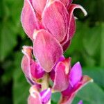 Wisteria brachybotrys