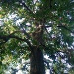 Quercus canariensis Bark
