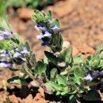 Scutellaria tuberosa Hábito