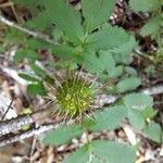 Acaena ovalifolia Plod