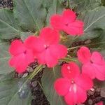 Impatiens walleriana Flower