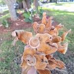 Adansonia digitata Цветок