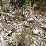 Brachypodium retusum Συνήθη χαρακτηριστικά