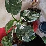 Monstera lechleriana Ліст