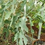 Cussonia paniculata Blatt