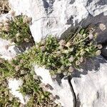 Anthyllis montana ശീലം