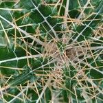 Ptilostemon hispanicus Leaf