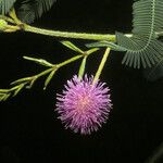 Mimosa pigra Blüte