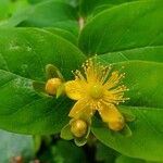 Hypericum androsaemumKvět