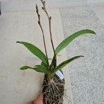 Rodriguezia lanceolata পাতা