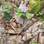 Claytonia caroliniana Floro