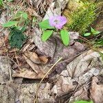 Claytonia caroliniana Flor