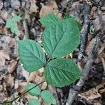 Rubus hispidus Leaf