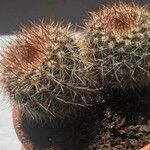 Echinocereus dasyacanthus Лист