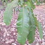 Bertholletia excelsa Leaf