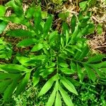 Solanum seaforthianum Leaf