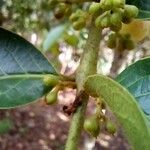 Siparuna guianensis Flor