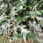 Quercus garryana Hoja