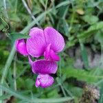 Lathyrus latifoliusFlower