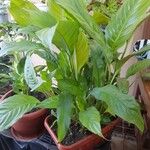 Spathiphyllum floribundumЛіст