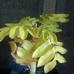 Bryophyllum proliferum Φύλλο