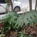 Philodendron bipinnatifidum ᱥᱟᱠᱟᱢ