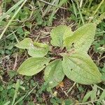 Plantago australis Deilen