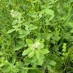 Rubus canescens 葉