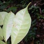 Pouteria cladantha Hoja