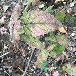 Monarda citriodora Leaf