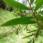 Melaleuca quinquenervia Levél