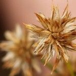 Juncus nodosus Fruto