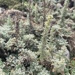 Artemisia caerulescens Hostoa