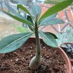 Adenium obesum Blad