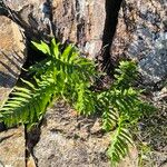 Polypodium cambricum Folha