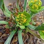 Euphorbia bupleurifolia Çiçek